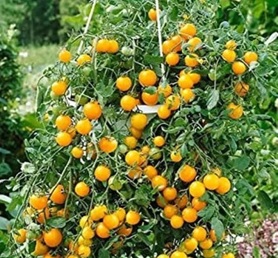 Siddhivinayak Express Yellow cherry tomato seeds home & garden vegetable Seed(20 per packet)