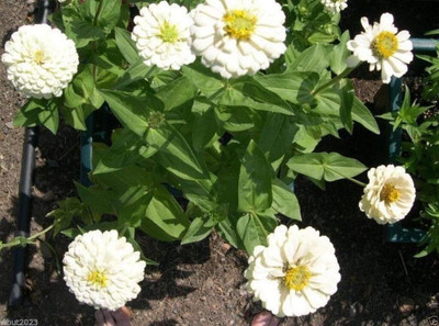 Qualtivate VXI-89 Zinnia Elegans 'WHITE' Seed(25 per packet)
