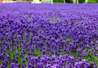 CYBEXIS XL-46 - English Lavender - (2250 Seeds) Seed(2250 per packet)