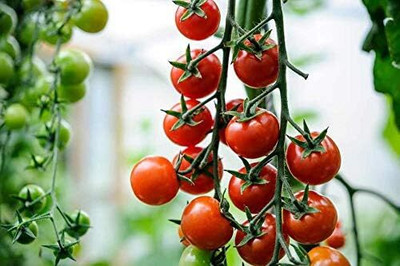 KNESSiN Tomato Cherry Seed(1250 per packet)