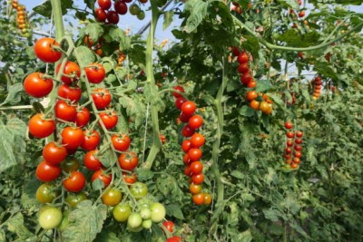 REVASEED tomato Seed(80 per packet)