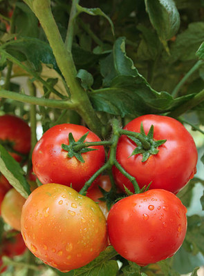 AGRAWBIC tomato seed Seed(100 per packet)