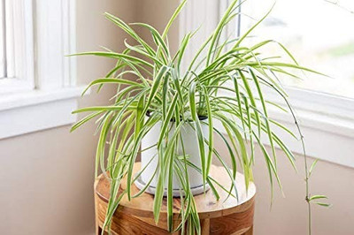 Aro Lemon Grass Seed(40 per packet)