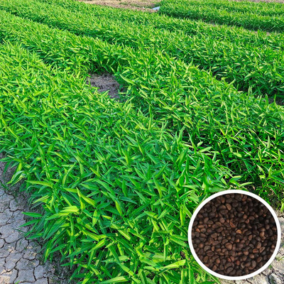 Seedsilk Water Spinach Desi Seed(100 per packet)