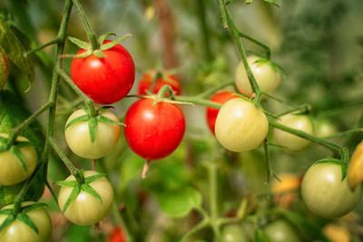 VISHSHUBH tomato Seed(145 per packet)
