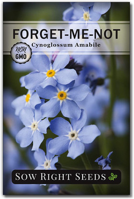 WILLVINE ™ Forget-Me-Not Seeds-2000 SEEDS Seed(2000 per packet)