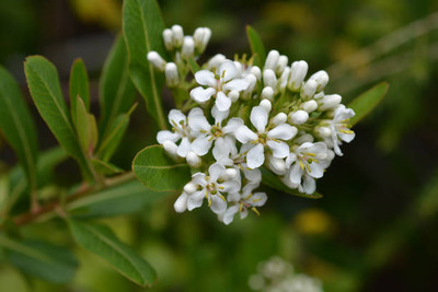 FRESHO gypsophila flower Seed(25 per packet)