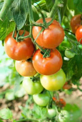 FRESHO tomato Seed(60 per packet)