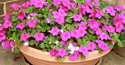 Aywal Phlox Collection, Ultimate Seed(30 per packet)