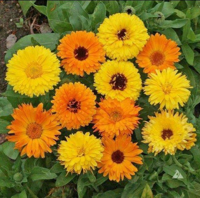 Lippy Calendula Fg Mix flower Seed(70 per packet)