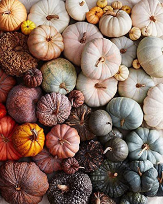 CYBEXIS NBIR-8 - Appalachian Pumpkin Premium Hybrid Quality - (300 Seeds) Seed(300 per packet)
