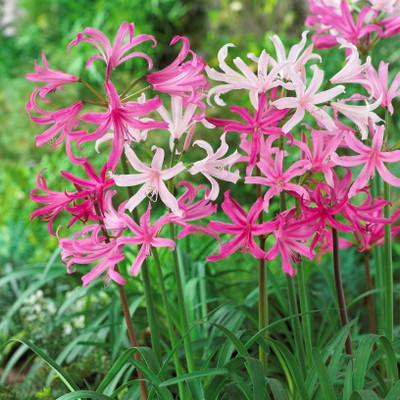 zabbus Nerine lily Flower Bulbs for Summer Season Mix Seed(1 per packet)