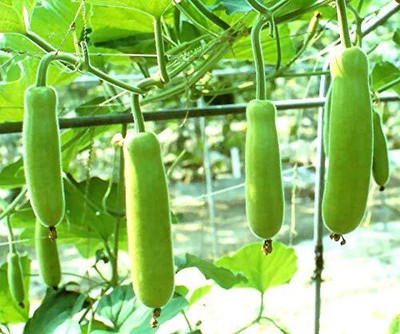 DIVINE SPONGE GOURD Seed(25 per packet)