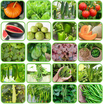 Greenery Hub 20 Varieties of Vegetable Seeds 1225+ High Germination Seeds For Your Garden Seed(20 per packet) Greenery Hub 20 Varieties of Vegetable Seeds 1225+ High Germination Seeds For Your Garden Seed(20 per packet)