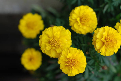 PMA marigold/gende ka phool flower seeds Seed(75 per packet)