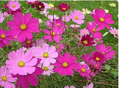 CYBEXIS ATS-16 - Cosmos Mix Flowers - (270 Seeds) Seed(270 per packet)