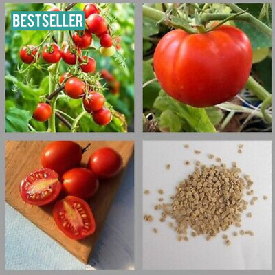 DEYS AGRO ™ f1 hybrid tomato seeds, high Germination Vegetable Seed(75 per packet)