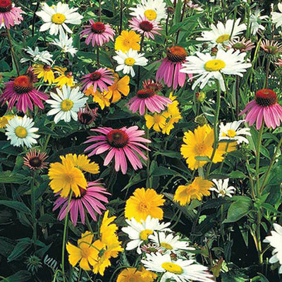 Mozette Exotic daisy mix Seed(39 per packet)