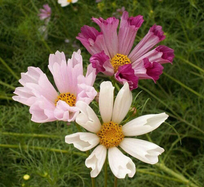 CYBEXIS XL-29 - Seashell Cosmos Flower - (90 Seeds) Seed(90 per packet)