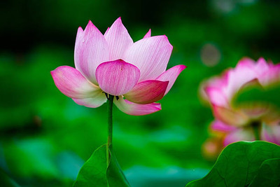 CRGO lotus,kamal gatta Seed(11 per packet)