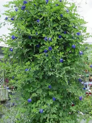 Softech Clitoria Ternatea Seed(1 per packet)