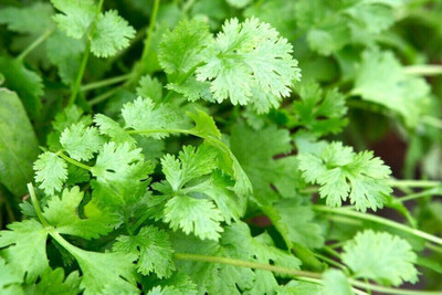 Quentova Coriander Seed(250 per packet)