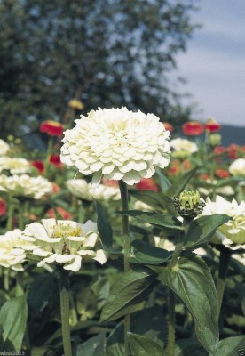 CYBEXIS VXI-19 - Imported Zinnia Elegans 'WHITE' - (30 Seeds) Seed(30 per packet)