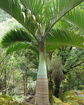 the green dotcom palm tree seeds/palm seed 12 Seed(12 per packet)