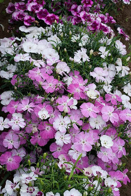 Aywal Dianthus Lemon Fizz Flower Seed(40 per packet)
