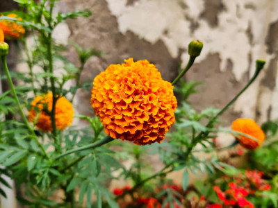 Click to buy marigold/gende ka phool flower seeds Seed(50 per packet)