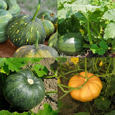 ibains Big kaddu seeds hybrid biij 15 Seed(15 per packet)