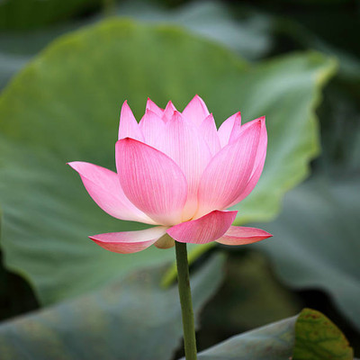 GEZ lotus,kamal gatta Seed(11 per packet)