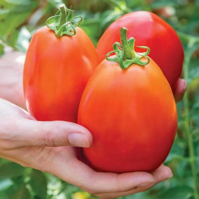 Quentova Gladiator Red Slicing Paste Tomato 2.5gm Seeds Seed(1000 per packet)