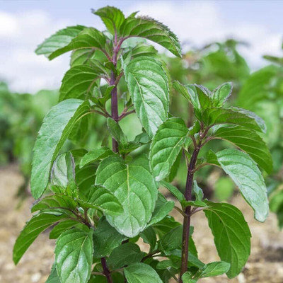 Qualtivate RES-6A Wild Mint Seeds Seed(200 per packet)