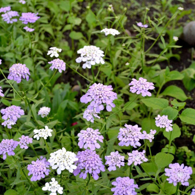CEZIUS Candytuft - Umbellata Mixed Seed(60 per packet)