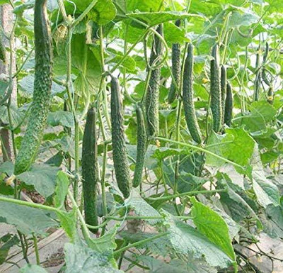 Qualtivate PUA5-A Cucumber Chinese Long for Salads Seed(300 per packet)