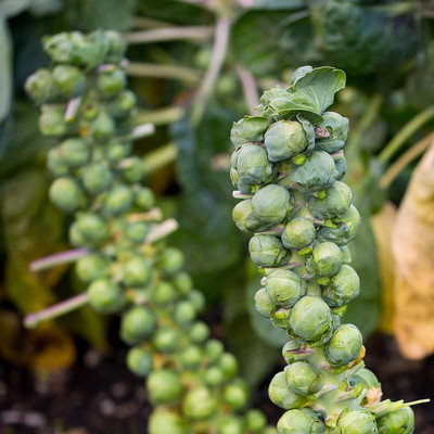 WILLVINE SYN -XII High Germination Brussels Sprouts [50g] Seed(15000 per packet)