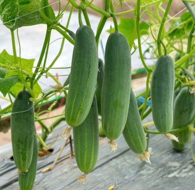 ROSEMERC Kheera 100 per packet seeds Seed(100 per packet)