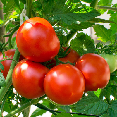 Quentova Good Quality of Tomato Seed(300 per packet)