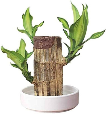 ibains Lucky brazilian wood tree 1 PC Seed(8 per packet)