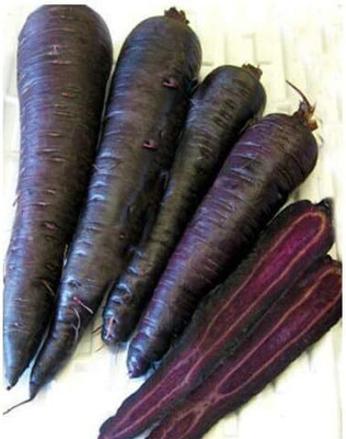 Qualtivate DXL-2AT Black Nebula Carrot Seeds Seed(300 per packet)