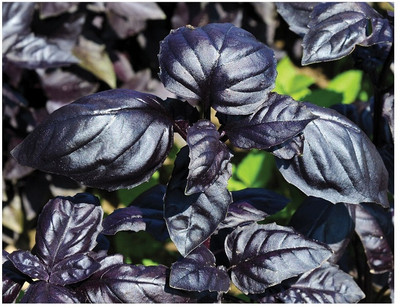 Qualtivate LXI-7 Amethyst Improved Purple Basil Seed(1000 per packet)