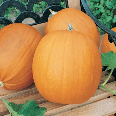 LIFELEX Hybrid Pumpkin Seeds, (Kaddu / Kumra) Seed(48 per packet)
