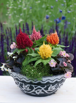 Mozette Exotic celosia Seed(48 per packet)