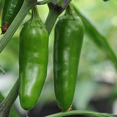 DIVINE CHILLI , PEPPER Seed(250 per packet)