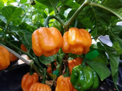 WILLVINE HUA-342 Orange Capsicum Vegetable Seeds Seed(200 per packet)