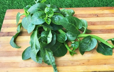 CYBEXIS KGF -88 - Ceylon Alugbati Leaf Malabar Spinach - (750 Seeds) Seed(750 per packet)