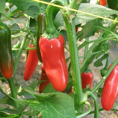 KANAYA Moti Mirch/Pepper Green Hybrid Seed(175 per packet)