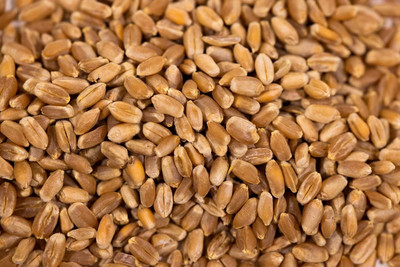 Qualtivate VVI-86 Hard Red Winter Wheat Seed(2000 per packet)