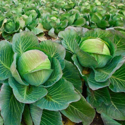 SEMINA VITA ™ Cabbage Organic F1 Hybrid Seeds Seed Seed(10 per packet)